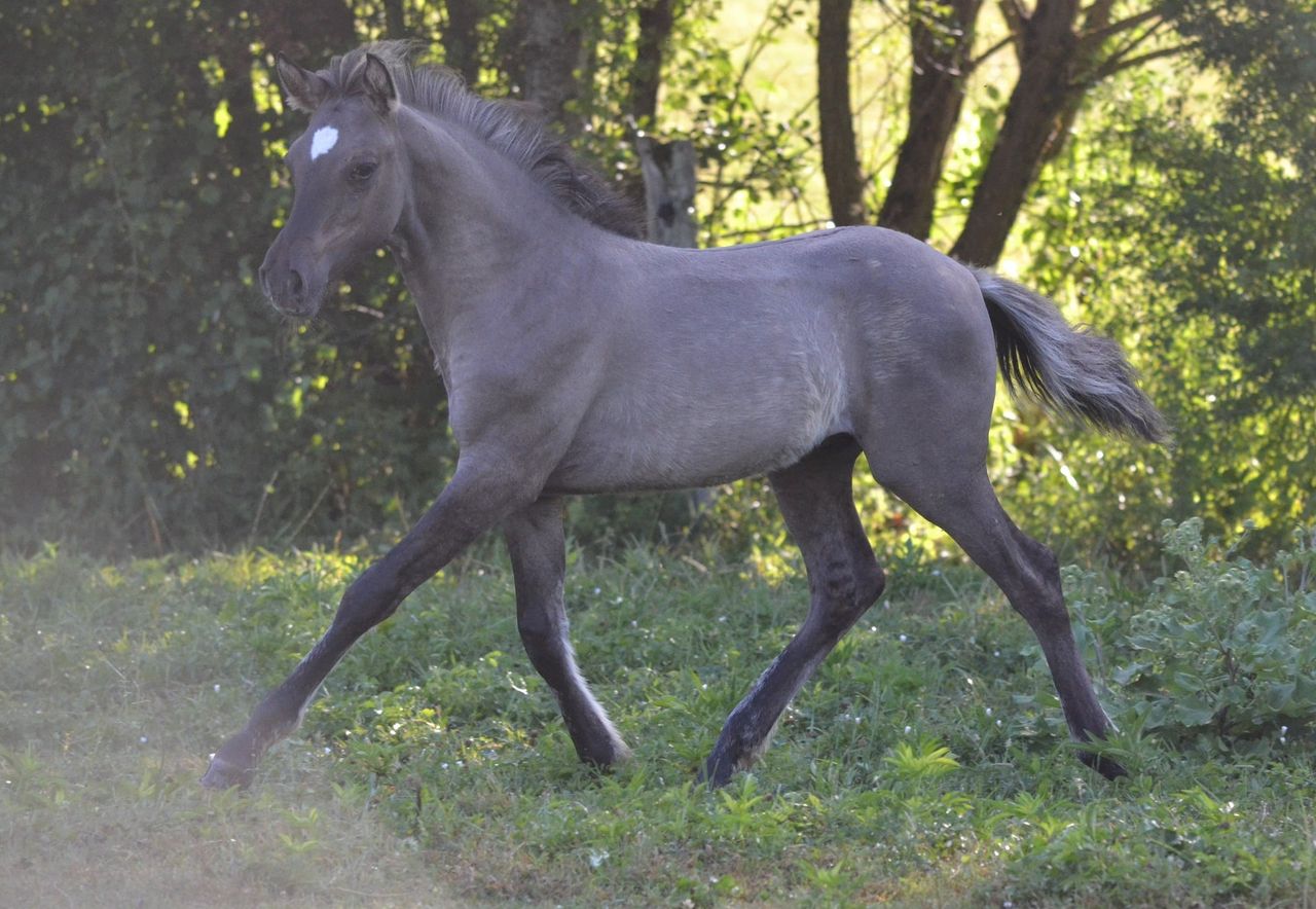 Caerwyn des Charmes, Origine étrangère Selle (OES) - Elevage des Charmes