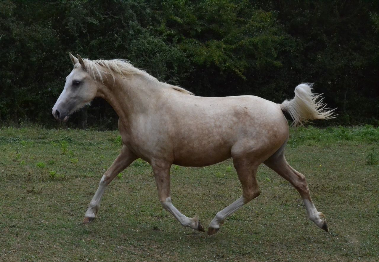 Kimberley des Charmes, Demi-Sang Arabe (DSA) - Elevage des Charmes