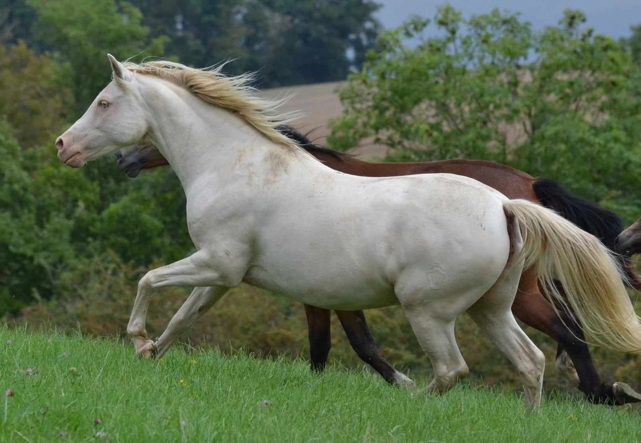 Caramella