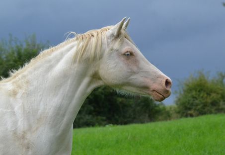 Caramella