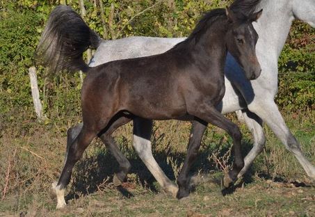 Cashmir des Charmes