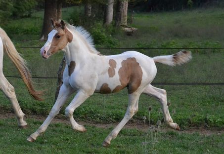 Cheyenne des Charmes