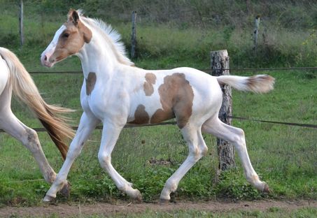 Cheyenne des Charmes