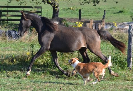 Gwladys des Charmes