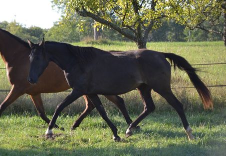 Gwladys des Charmes