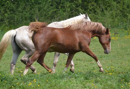 Kheops des Charmes