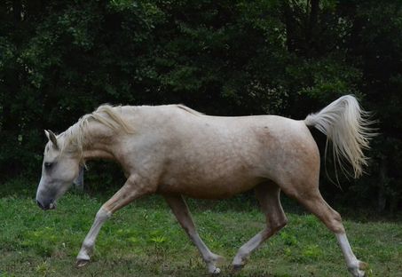 Kimberley des Charmes