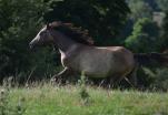 Onyx des Charmes