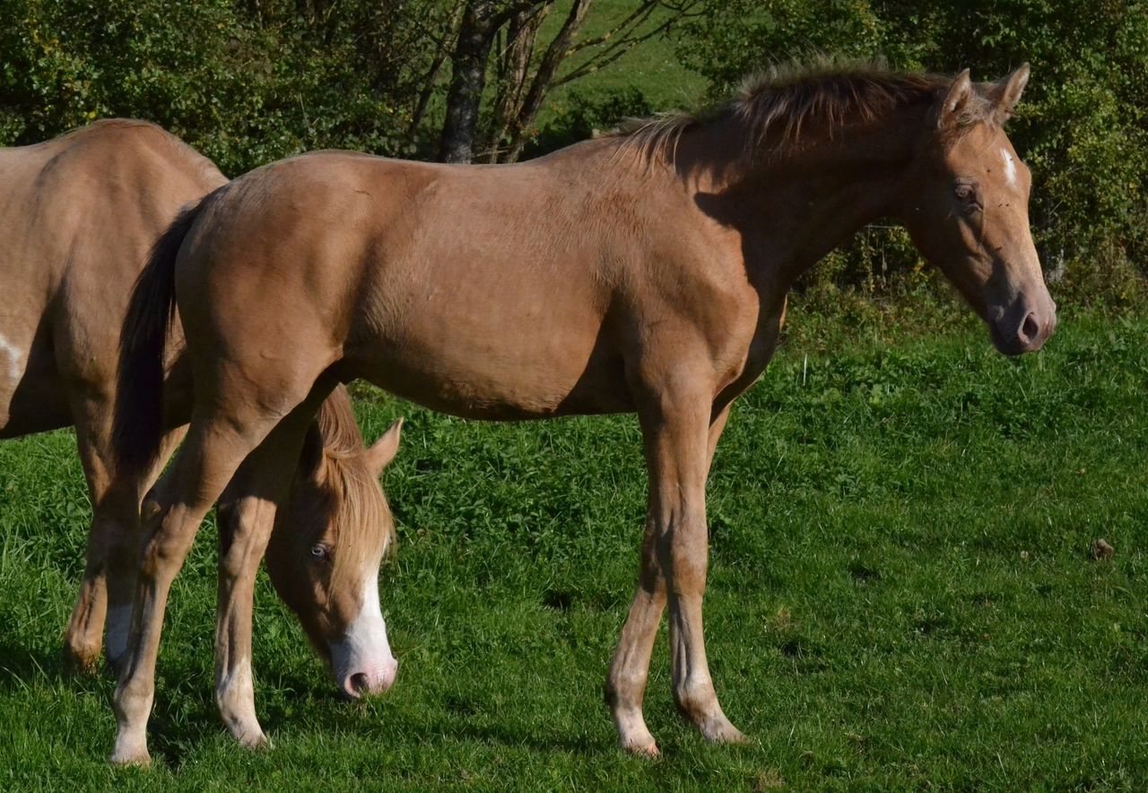 PeaceNLove des Charmes