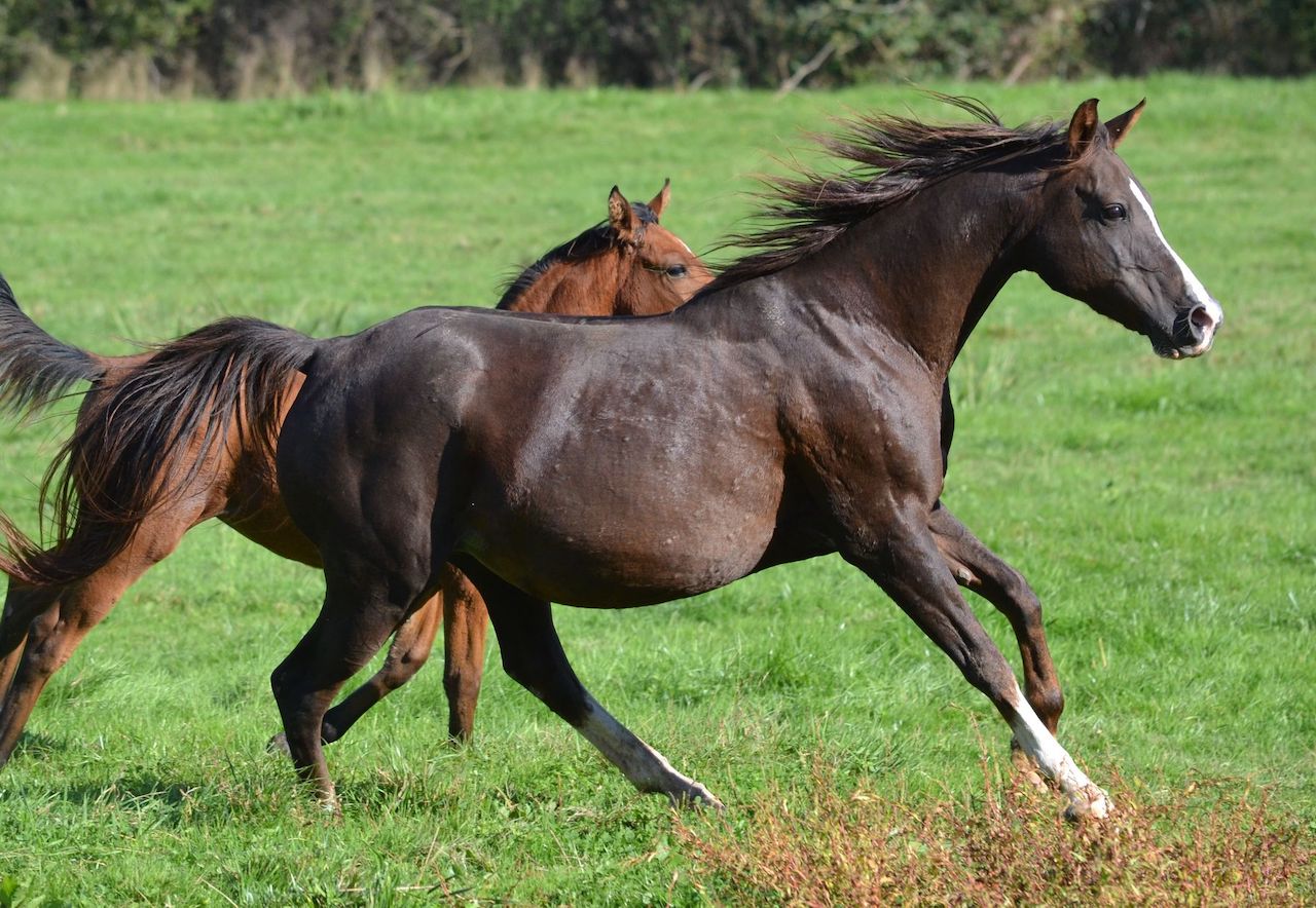 Quispa de l'Herbe