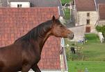 Rully d'Epona