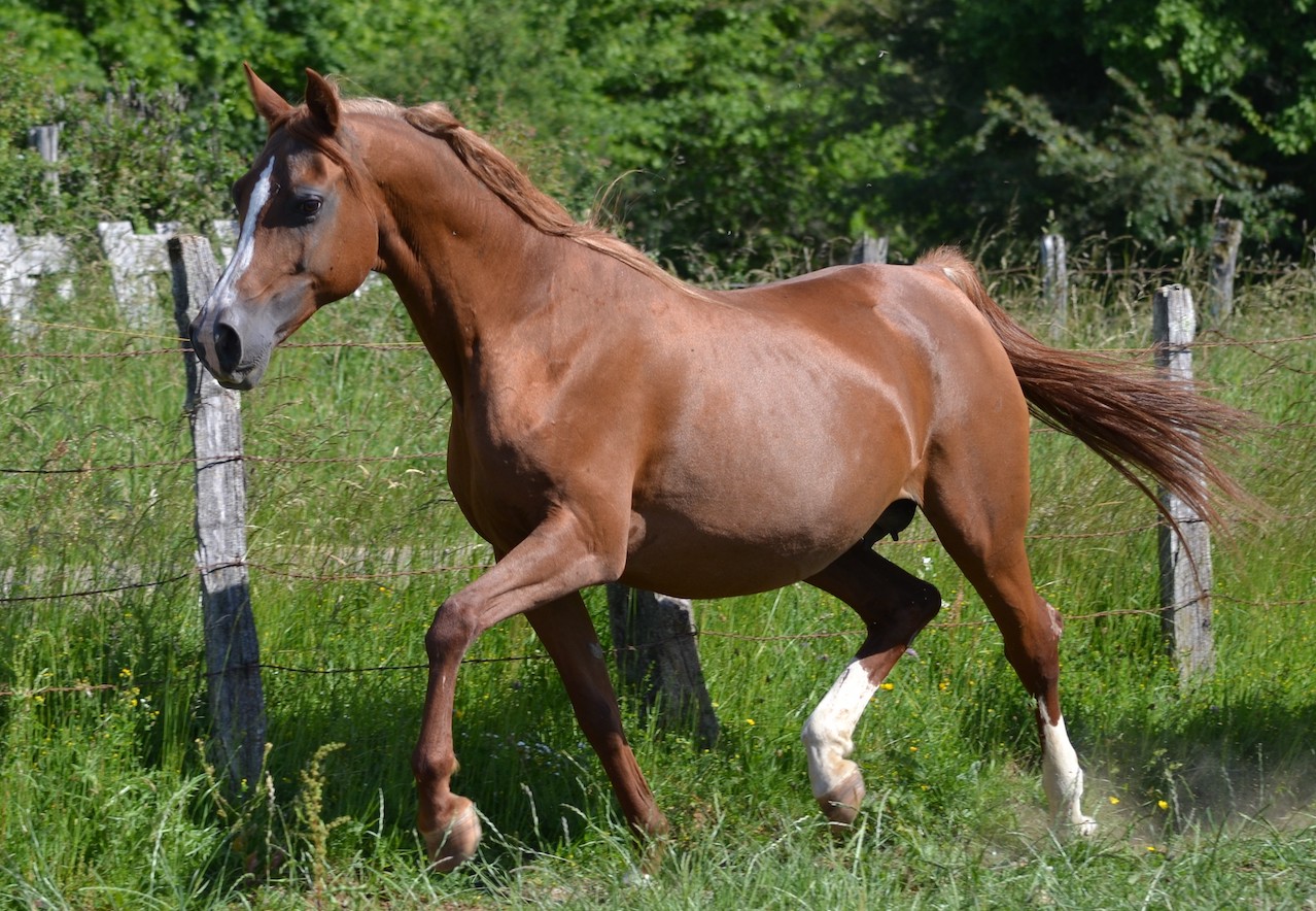 Zelania des Pins