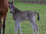 <p>Naissance de Nightwish des Charmes</p>