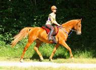 <p>Endurance à Villers le Sec, 20 km pour Nabucco des Charmes</p>