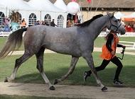 <p>Final jeunes chevaux Uzès</p>