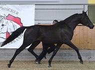 <p>Championnat d'Europe à Stadl Paura</p>