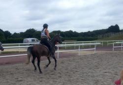 <p>20 km à Landivisiau pour <a href='arabe-shagya-nephrim-dOut-law'>Nephrim d’Out Law</a></p>