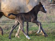 <p>Première naissance en Poney Français de Selle (PFS) pour l'élevage</p>