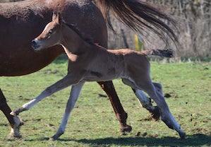 <p>Première naissance de notre étalon <a href="arabe-shagya-koheilan-karcsi">Koheilan Karcsi</a></p>