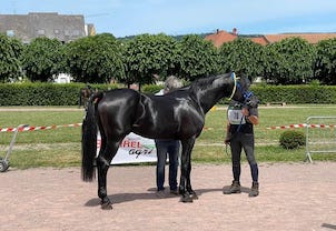 <p><a href="arabe-shagya-ebene-des-charmes" target="_blank">Ebène des Charmes</a>, ils ont remporté la course d’endurance 100km à Saverne, course à fort dénivelé. Finissant en plus avec une FC de rêve de 43 pulsations/min.</p>